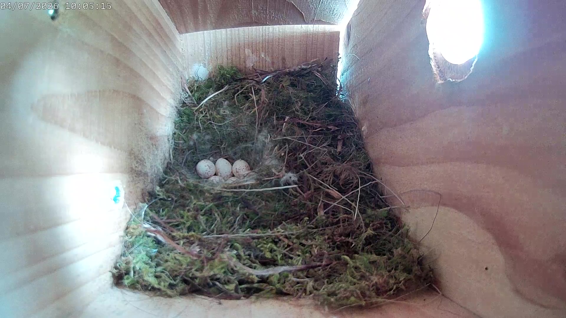 Blåmeisegg