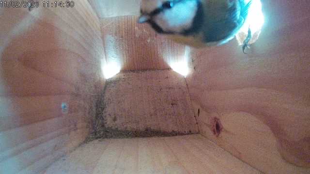 Blåmeis